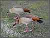 Dateiname=07-ba-r-k-P1010478.jpg
Dateigröße=1459KB
Abmessungen: 1200x909
hinzugefügt am: 16. März 2021 07-ba-r-k-P1010478.jpg