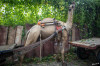 Dateiname=08_09_Karauli_Dromedare_03.jpg
Dateigröße=1295KB
Abmessungen: 1200x800
hinzugefügt am: 30. März 2025 08_09_Karauli_Dromedare_03.jpg