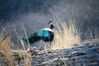 Dateiname=10_Pfau_02.jpg
Dateigröße=502KB
Abmessungen: 850x567
hinzugefügt am: 14. Mai 2016 10_Pfau_02.jpg