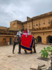 Dateiname=11_09_Jaipur__Amber_Fort_Elefanten__17.jpg
Dateigröße=836KB
Abmessungen: 900x1200
hinzugefügt am: 19. März 2025 11_09_Jaipur__Amber_Fort_Elefanten__17.jpg