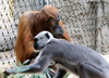 Dateiname=12_Z_K-H_Hoepfner_Meerkatze___Orang-Utan.jpg
Dateigröße=379KB
Abmessungen: 1200x868
hinzugefügt am: 18. September 2022 12_Z_K-H_Hoepfner_Meerkatze___Orang-Utan.jpg