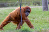 Dateiname=12_Zoom_M_Sumatra-Orang-Utan_28Pongo_abelii29_k_03.jpg
Dateigröße=887KB
Abmessungen: 1200x800
hinzugefügt am: 18. September 2022 12_Zoom_M_Sumatra-Orang-Utan_28Pongo_abelii29_k_03.jpg