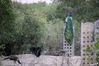 Dateiname=13_Bharatpur_Vogelschutzgebiet__Pfau_03.jpg
Dateigröße=579KB
Abmessungen: 850x567
hinzugefügt am: 07. Mai 2016 13_Bharatpur_Vogelschutzgebiet__Pfau_03.jpg