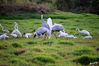 13_Bharatpur_Vogelschutzgebiet__Saruskranich_04.jpg