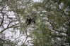 Dateiname=13_Bharatpur_Vogelschutzgebiet__Schlangenhalsvogel_04.jpg
Dateigröße=797KB
Abmessungen: 850x567
hinzugefügt am: 08. Mai 2016 13_Bharatpur_Vogelschutzgebiet__Schlangenhalsvogel_04.jpg