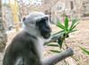 Dateiname=13_Z_K-H_Hoepfner_Meerkatze.jpg
Dateigröße=314KB
Abmessungen: 1200x873
hinzugefügt am: 18. September 2022 13_Z_K-H_Hoepfner_Meerkatze.jpg