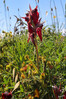 Dateiname=13__05__Mt__Panza_Zungen-Knabenkraut_01.jpg
Dateigröße=1139KB
Abmessungen: 800x1200
hinzugefügt am: 10. Juni 2024 13__05__Mt__Panza_Zungen-Knabenkraut_01.jpg