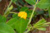 14_09_Bikaner_unterwegs_Erdnussbluete_01.jpg