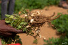 14_09_Bikaner_unterwegs_Erdnusspflanze__01.jpg