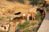 14_09_Bikaner_unterwegs_Hunderudel_01.jpg