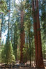 14_Sequoia_Gigant_Forest_General_Sherman_Tree02.jpg