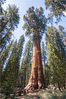 14_Sequoia_Gigant_Forest_General_Sherman_Tree03.jpg