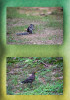 Dateiname=15_09_Dehli_im_Park_Hoernchen_02.jpg
Dateigröße=1165KB
Abmessungen: 840x1200
hinzugefügt am: 12. Januar 2025 15_09_Dehli_im_Park_Hoernchen_02.jpg