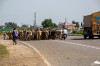 15_09_Nach_Dehli_unterwegs_Rinder_02.jpg
