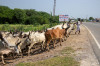 Dateiname=15_09_Nach_Dehli_unterwegs_Rinder_09.jpg
Dateigröße=1173KB
Abmessungen: 1200x800
hinzugefügt am: 14. Januar 2025 15_09_Nach_Dehli_unterwegs_Rinder_09.jpg