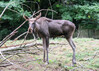 Dateiname=16_Z_K-H_Hoepfner_Elch.jpg
Dateigröße=539KB
Abmessungen: 1200x859
hinzugefügt am: 18. September 2022 16_Z_K-H_Hoepfner_Elch.jpg