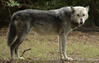 Dateiname=17_Z_Verena_Leber_Wolf.jpg
Dateigröße=331KB
Abmessungen: 1200x767
hinzugefügt am: 18. September 2022 17_Z_Verena_Leber_Wolf.jpg