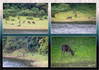 Dateiname=19_09_Periyar-Nationalpark_Bootstour_Hirsche.jpg
Dateigröße=1326KB
Abmessungen: 1200x848
hinzugefügt am: 27. Oktober 2024 19_09_Periyar-Nationalpark_Bootstour_Hirsche.jpg