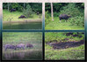 Dateiname=19_09_Periyar-Nationalpark_Bootstour_Tiere.jpg
Dateigröße=1280KB
Abmessungen: 1200x848
hinzugefügt am: 27. Oktober 2024 19_09_Periyar-Nationalpark_Bootstour_Tiere.jpg