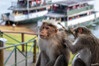 Dateiname=19_09__Periyar-Nationalpark_Bootstour_Affen__01.jpg
Dateigröße=675KB
Abmessungen: 1200x800
hinzugefügt am: 29. Oktober 2024 19_09__Periyar-Nationalpark_Bootstour_Affen__01.jpg