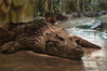 Dateiname=1Gerd_Krokodil_oder_Aligator_oder_so.jpg
Dateigröße=1139KB
Abmessungen: 1200x799
hinzugefügt am: 11. Oktober 2024 1Gerd_Krokodil_oder_Aligator_oder_so.jpg