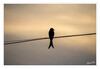 Dateiname=1_1_Silhouette_01.jpg
Dateigröße=397KB
Abmessungen: 1200x830
hinzugefügt am: 26. September 2024 1_1_Silhouette_01.jpg