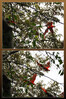 Dateiname=1_Peru_Puerto_Maldonado_Aras_im_Regenwald_Collage_01.jpg
Dateigröße=1230KB
Abmessungen: 800x1200
hinzugefügt am: 18. Januar 2024 1_Peru_Puerto_Maldonado_Aras_im_Regenwald_Collage_01.jpg