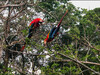 Dateiname=1_Peru_Puerto_Maldonado_Papageien_der_Lodges_02.jpg
Dateigröße=1547KB
Abmessungen: 1200x900
hinzugefügt am: 13. Januar 2024 1_Peru_Puerto_Maldonado_Papageien_der_Lodges_02.jpg
