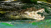 Dateiname=1_Roland_Nilkrokodil.jpg
Dateigröße=927KB
Abmessungen: 1200x675
hinzugefügt am: 11. Oktober 2024 1_Roland_Nilkrokodil.jpg
