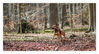 Dateiname=2016_Maerz_Im_Wald_023.jpg
Dateigröße=760KB
Abmessungen: 1024x556
hinzugefügt am: 29. März 2016 2016_Maerz_Im_Wald_023.jpg