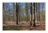 Dateiname=2017_03_Im_Wald_bei_Gohr_01.jpg
Dateigröße=754KB
Abmessungen: 850x597
hinzugefügt am: 01. April 2017 2017_03_Im_Wald_bei_Gohr_01.jpg