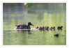 Dateiname=2017_04_Ente_mit_Kuecken_02.jpg
Dateigröße=307KB
Abmessungen: 850x590
hinzugefügt am: 25. April 2017 2017_04_Ente_mit_Kuecken_02.jpg