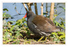 Dateiname=2017_04_Teichhuhn_05.jpg
Dateigröße=432KB
Abmessungen: 850x589
hinzugefügt am: 24. April 2020 2017_04_Teichhuhn_05.jpg