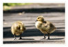 Dateiname=2017_05_Kanadaganskuecken_14.jpg
Dateigröße=378KB
Abmessungen: 850x592
hinzugefügt am: 22. Mai 2017 2017_05_Kanadaganskuecken_14.jpg
