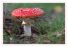 Dateiname=2019_10_Fliegenpilz_025.jpg
Dateigröße=452KB
Abmessungen: 850x590
hinzugefügt am: 28. Oktober 2020 2019_10_Fliegenpilz_025.jpg
