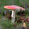 Dateiname=2019_10_Fliegenpilz_030.jpg
Dateigröße=845KB
Abmessungen: 1024x1024
hinzugefügt am: 20. Oktober 2019 2019_10_Fliegenpilz_030.jpg