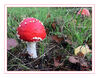 Dateiname=2019_10_Fliegenpilz_06.jpg
Dateigröße=523KB
Abmessungen: 850x668
hinzugefügt am: 19. Oktober 2019 2019_10_Fliegenpilz_06.jpg