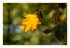 Dateiname=2019_10_Gelbes_Blatt_03.jpg
Dateigröße=300KB
Abmessungen: 850x589
hinzugefügt am: 15. Oktober 2019 2019_10_Gelbes_Blatt_03.jpg