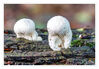 Dateiname=2019_10_Weisser_Pilz_05.jpg
Dateigröße=471KB
Abmessungen: 850x590
hinzugefügt am: 07. Oktober 2019 2019_10_Weisser_Pilz_05.jpg