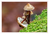 Dateiname=2019_11_Novemberpilze_01.jpg
Dateigröße=372KB
Abmessungen: 850x587
hinzugefügt am: 25. November 2019 2019_11_Novemberpilze_01.jpg