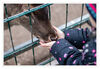 Dateiname=2020_01_Fuetterzoo_04.jpg
Dateigröße=529KB
Abmessungen: 1024x707
hinzugefügt am: 06. Februar 2020 2020_01_Fuetterzoo_04.jpg