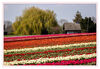 Dateiname=2020_04_Tulpenfeld_01.jpg
Dateigröße=755KB
Abmessungen: 1024x707
hinzugefügt am: 09. April 2020 2020_04_Tulpenfeld_01.jpg