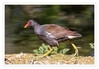 Dateiname=2020_05_Teichralle_Ich_habs_eilig_01.jpg
Dateigröße=772KB
Abmessungen: 1200x838
hinzugefügt am: 20. Mai 2020 2020_05_Teichralle_Ich_habs_eilig_01.jpg