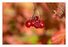 Dateiname=2020_09_Herbstlich_04.jpg
Dateigröße=495KB
Abmessungen: 1200x829
hinzugefügt am: 22. September 2020 2020_09_Herbstlich_04.jpg