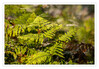Dateiname=2020_09_Herbstlich_05.jpg
Dateigröße=1037KB
Abmessungen: 1200x837
hinzugefügt am: 21. September 2020 2020_09_Herbstlich_05.jpg