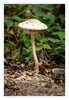 Dateiname=2020_09_Herbstlich_07.jpg
Dateigröße=714KB
Abmessungen: 832x1200
hinzugefügt am: 22. September 2020 2020_09_Herbstlich_07.jpg