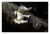 Dateiname=2020_10_Baumpilz_02.jpg
Dateigröße=615KB
Abmessungen: 1200x829
hinzugefügt am: 06. Oktober 2020 2020_10_Baumpilz_02.jpg