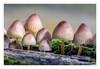 Dateiname=2020_10_Gruppe_Minipilze_01.jpg
Dateigröße=700KB
Abmessungen: 1200x830
hinzugefügt am: 30. Oktober 2020 2020_10_Gruppe_Minipilze_01.jpg