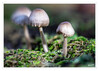 Dateiname=2020_10_Gruppe_Minipilze_03.jpg
Dateigröße=724KB
Abmessungen: 1200x860
hinzugefügt am: 23. Oktober 2023 2020_10_Gruppe_Minipilze_03.jpg