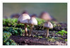 Dateiname=2020_10_Gruppe_Minipilze_04.jpg
Dateigröße=769KB
Abmessungen: 1200x826
hinzugefügt am: 29. Oktober 2020 2020_10_Gruppe_Minipilze_04.jpg